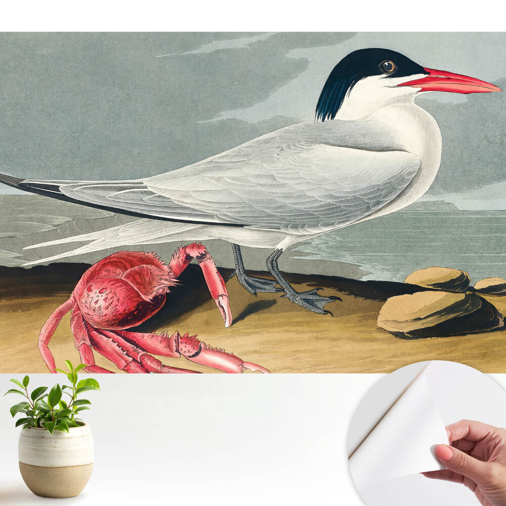 Fototapeta Ptak i krab klasyczny duet natury