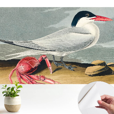 Fototapeta Ptak i krab klasyczny duet natury