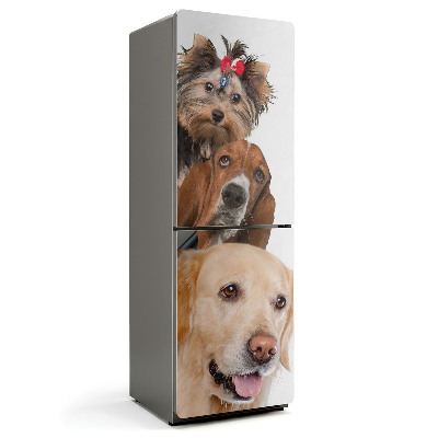 Mata magnetyczna na lodówkę Trio czworonogów w jednym ujęciu