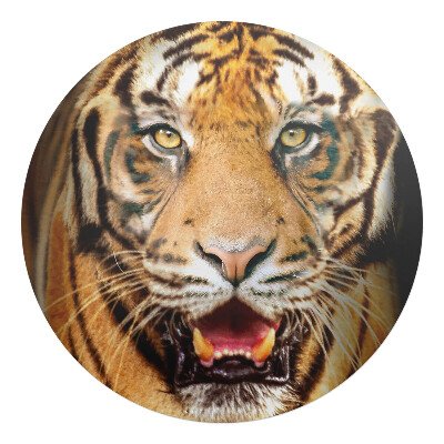 Podkładka pod krzesło obrotowe okrągła Tygrys - zbliżenie pyska