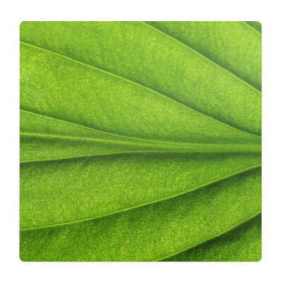 Mata na podłogę pod krzesło Liść z bliska