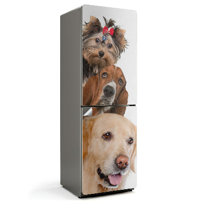 Naklejka na lodówkę Trzy psy w jednym kadrze