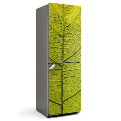 Naklejka na lodówkę Szczegóły liścia rośliny