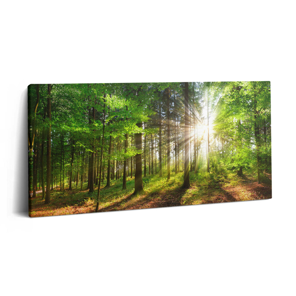 Fotoobraz canvas 120x60 Las i wschód słońca