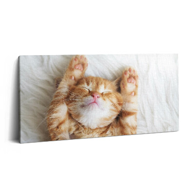 Obraz na płótnie 120x60 Śpiący kotek