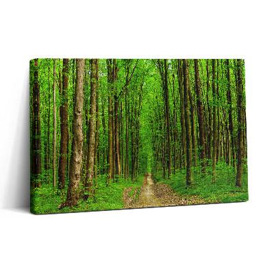 Obraz na płótnie 30x20 Leśna droga wśród drzew