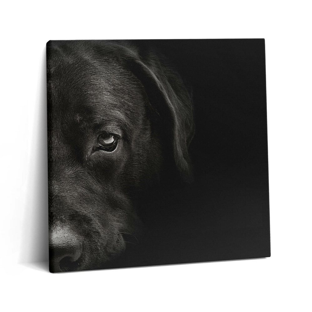 Obraz canvas 60x60 Pies labrador