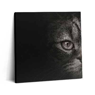 Obraz canvas 60x60 Szkocki kot