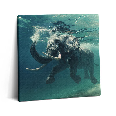 Obraz canvas 60x60 Słoń afrykański w wodzie