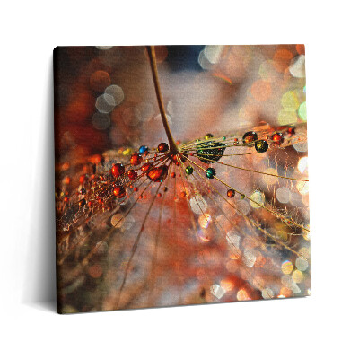 Obraz canvas 60x60 Mniszek lekarski i rosa