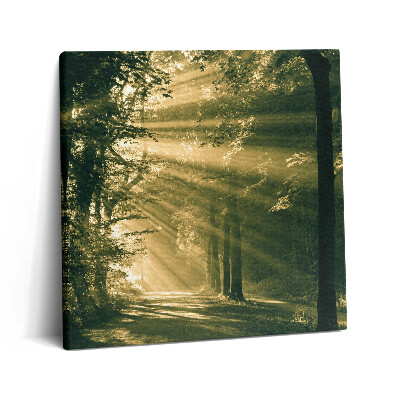 Foto obraz na płótnie 60x60 Promienie słońca w lesie