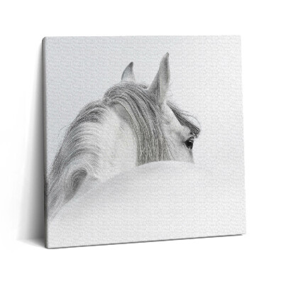 Obraz canvas 60x60 Koń andaluzyjski we mgle
