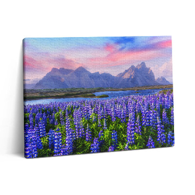 Fotoobraz canvas 80x60 Pola lawendy - Islandia