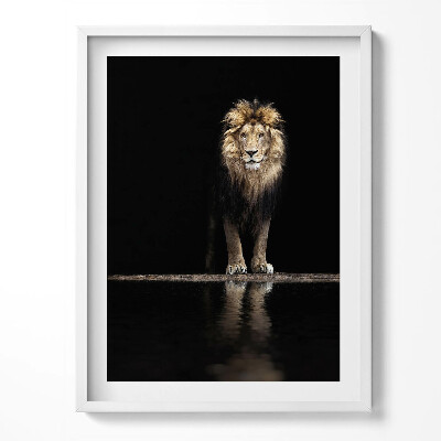 Obraz w ramce Samotne zwierzę dziki lew