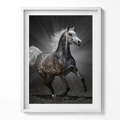 Obraz w ramce Galopujący koń
