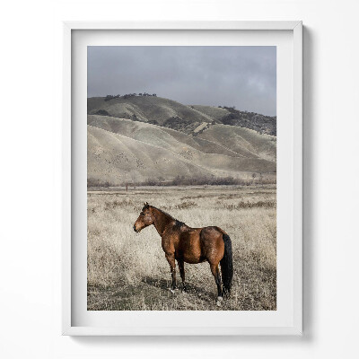 Obraz w ramce Koń rumak wśród traw