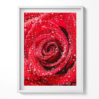 Obraz w ramce Rosa na płatkach czerwonej róży