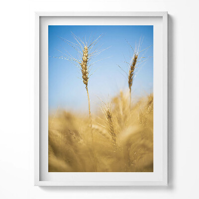 Obraz w ramce Kłosy na tle nieba
