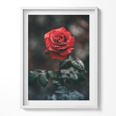 Obraz w ramce Czerwony kwiat róży