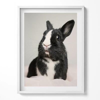 Obraz w ramce Czarno-biały uroczy królik