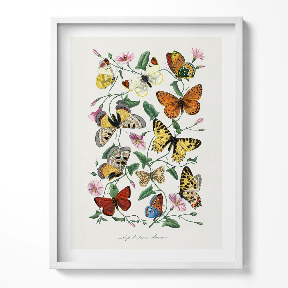 Obraz w ramce Vintage stary plakat motyli