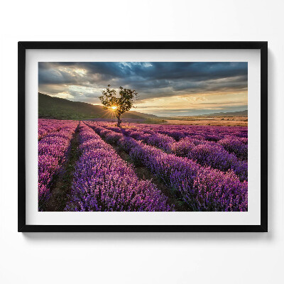Obraz z ramką Pejzaż pola lawendy