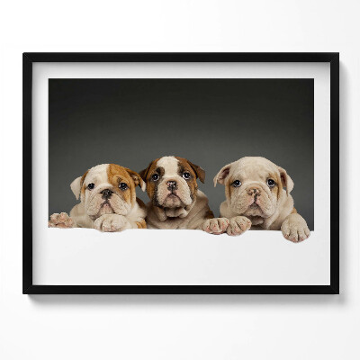 Obraz z ramką Trzy szczeniaki pieski