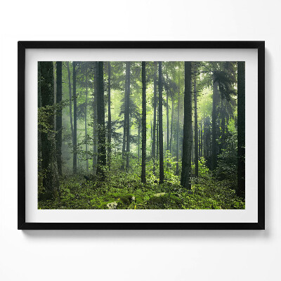 Obraz z ramką Pejzaż drzew i roślinności lasu