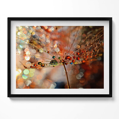 Obraz z ramką Dmuchawiec i rosa