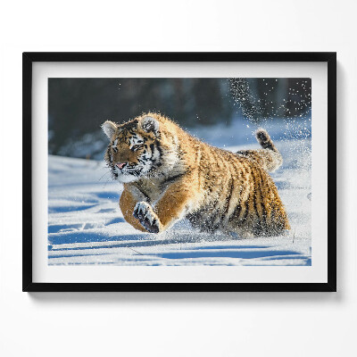 Obraz z ramką Puchaty tygrys w śniegu