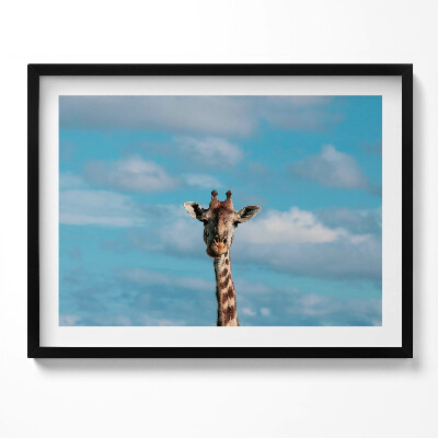 Obraz z ramką Głowa żyrafy na tle nieba