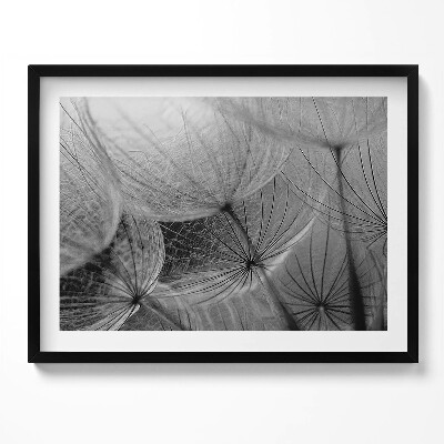 Obraz z ramką Czarno-białe zbliżenie na dmuchawiec