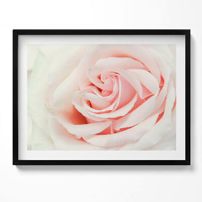 Obraz z ramką Zbliżenie na płatki róży