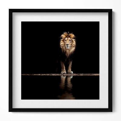 Obraz w drewnianej ramce Samotne zwierzę dziki lew
