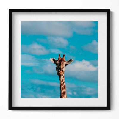 Obraz w drewnianej ramce Głowa żyrafy na tle nieba