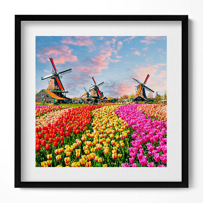 Obraz w drewnianej ramce Krajobraz z tulipanami Holandia