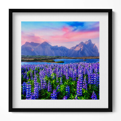 Obraz w drewnianej ramce Pola lawendowe - Islandia