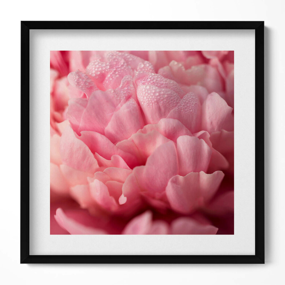 Obraz w drewnianej ramce Delikatne płatki kwiatów