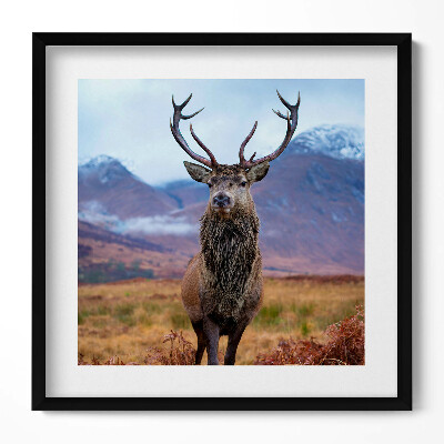 Obraz w drewnianej ramce Dostojny jeleń na górskiej polanie