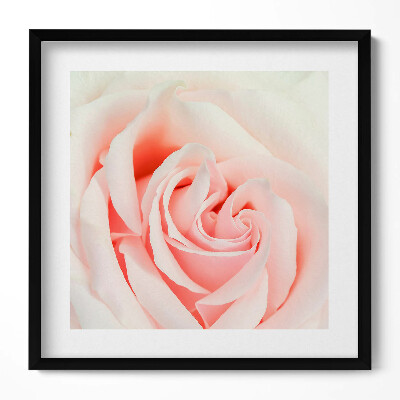 Obraz w drewnianej ramce Zbliżenie na płatki róży