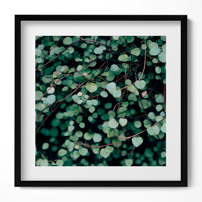 Obraz w drewnianej ramce Droble listki rośliny