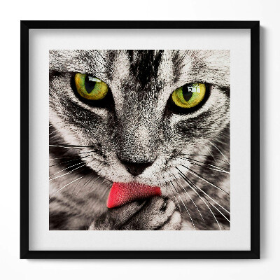 Obraz w drewnianej ramce Szary kotek kocie oczy