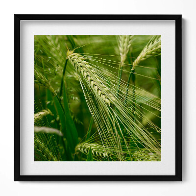 Obraz w drewnianej ramce Kłosy traw latem
