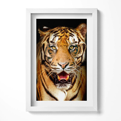 Obraz w ramie Wyrazisty dziki kot tygrys