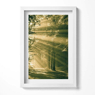 Obraz w ramie Promienie słoneczne w lesie