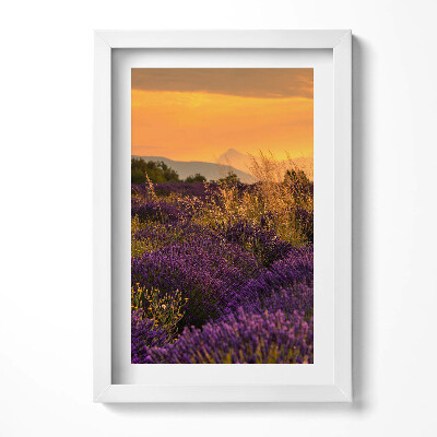 Obraz w ramie Łąka lawendowa Prowansja Francja