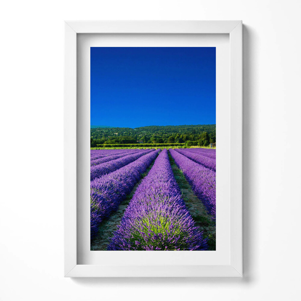 Obraz w ramie Pole lawendy w Prowansji