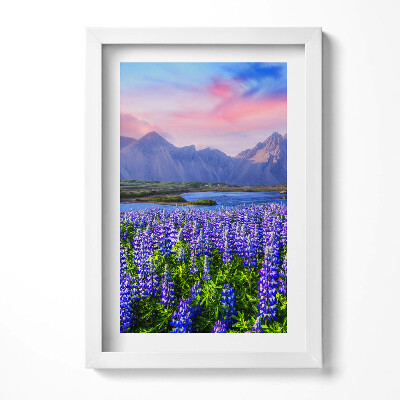 Obraz w ramie Pola lawendowe - Islandia