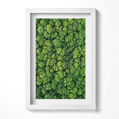 Obraz w ramie Las z lotu ptaka