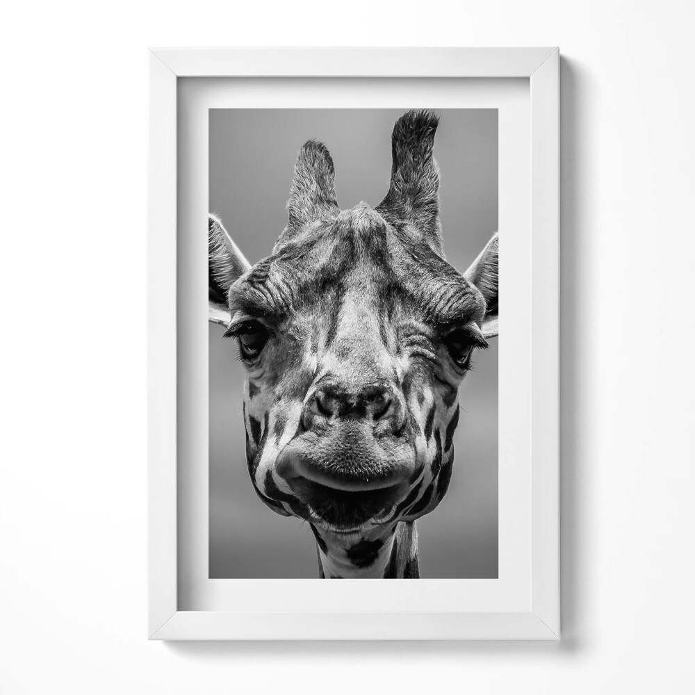Obraz w ramie Czarno-biała głowa żyrafy